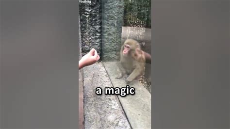 A primate witnesses a magic trick